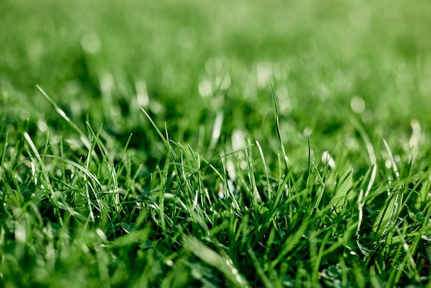 Fresh leaves of young green grass taken closeup on a summer sunny day in the light of a sunset sky The concept of ecology and care for the environment and the planet