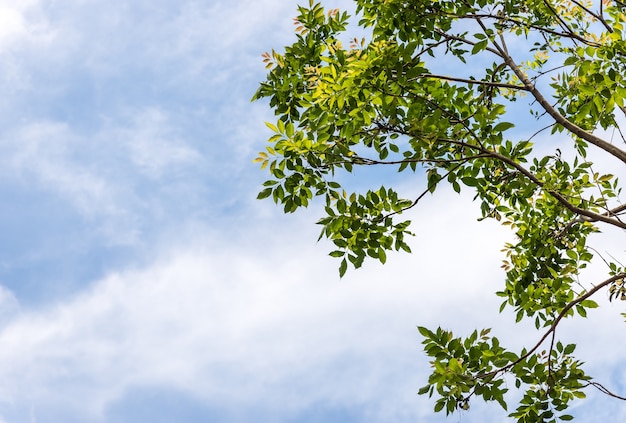 Fresh leaves