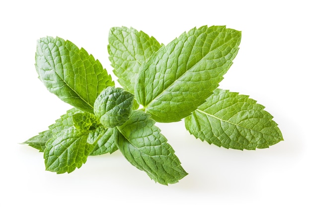 Fresh lemon balm leaves isolated on white background