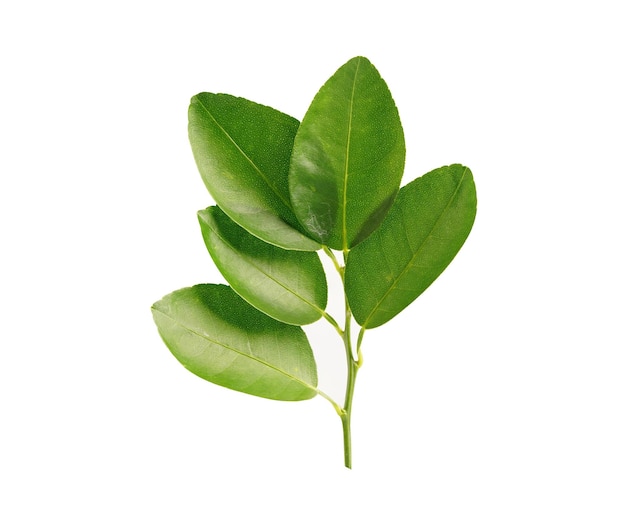 Fresh lemon green leaf isolated on white background with clipping path