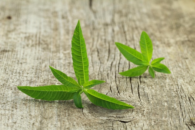 Fresh lemon verbena on wooden background