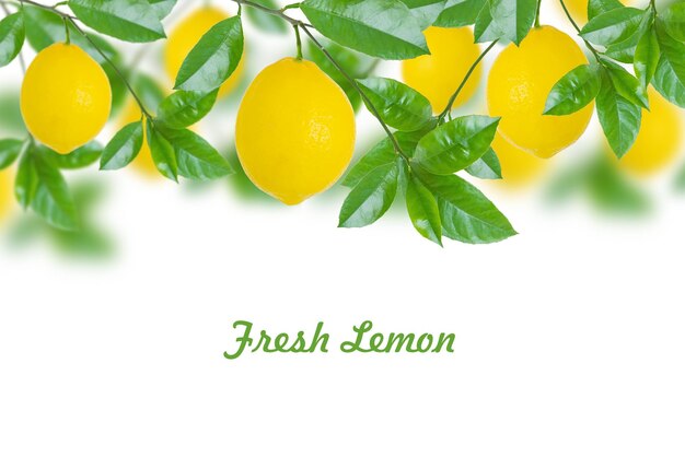 Photo fresh lemons on branch with green leaves on blurred background isolated on white background