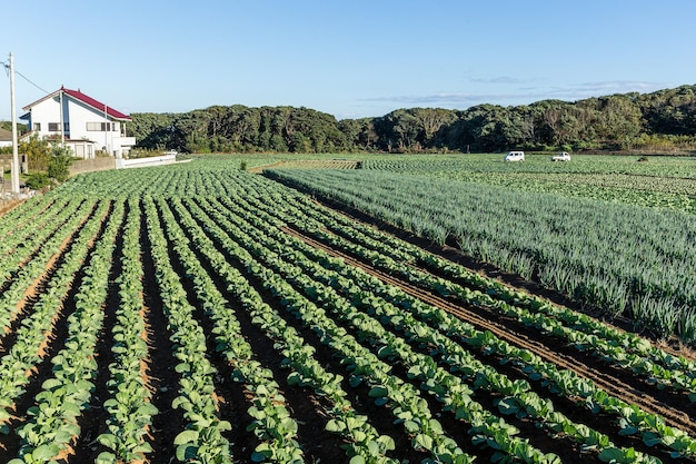 Fresh Lettuce and green onion field