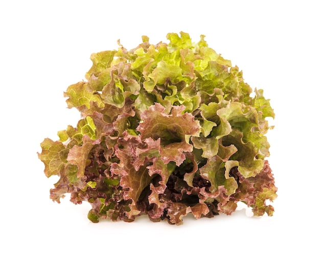 fresh Lettuce isolated on white