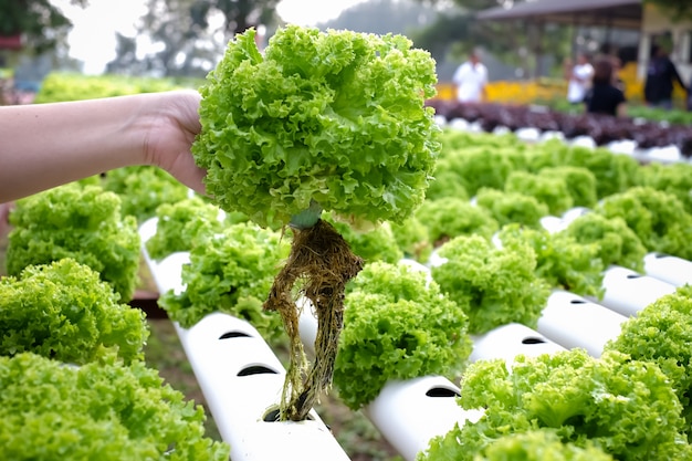 Fresh lettuce leaves, close up,  Butterhead Lettuce salad plant.