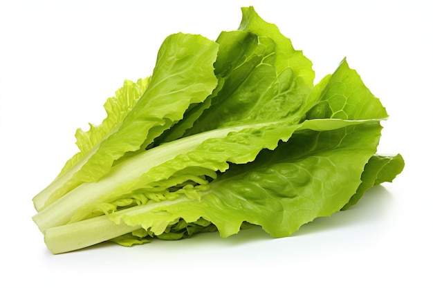 Fresh lettuce leaves isolated on white background