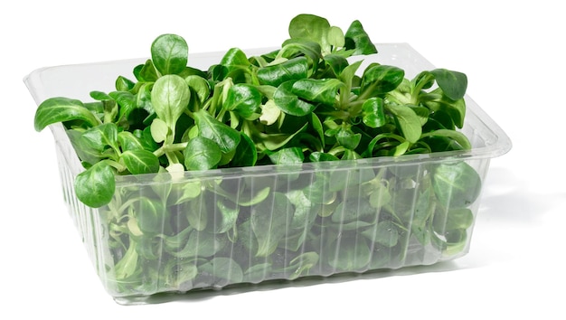 Fresh lettuce leaves mung bean in a transparent plastic container on a white isolated background