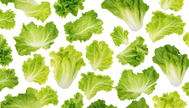 fresh lettuce leaves pattern isolated on white background