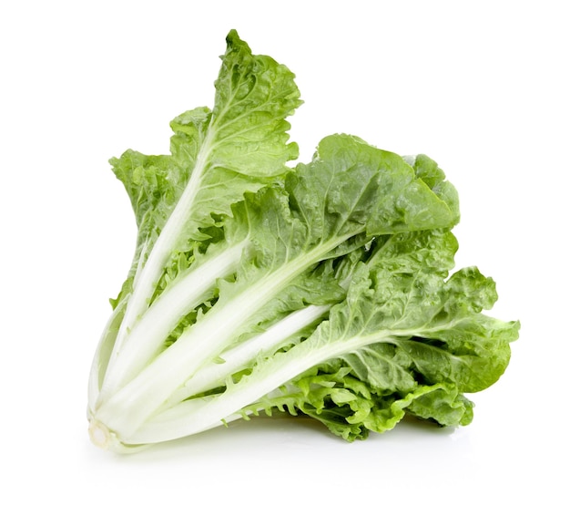 Fresh lettuce  salad leaves isolated on white background