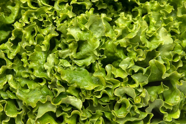 Fresh lettuce texture