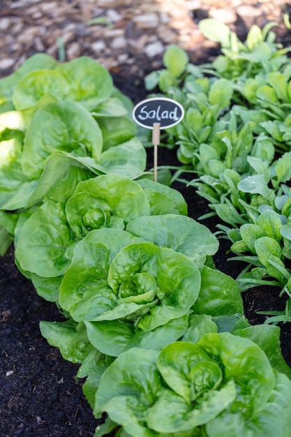 Fresh lettuce in a vegetable garden