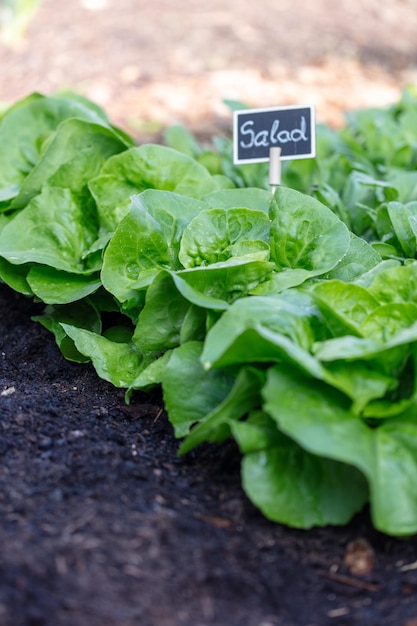 Fresh lettuce in a vegetable garden