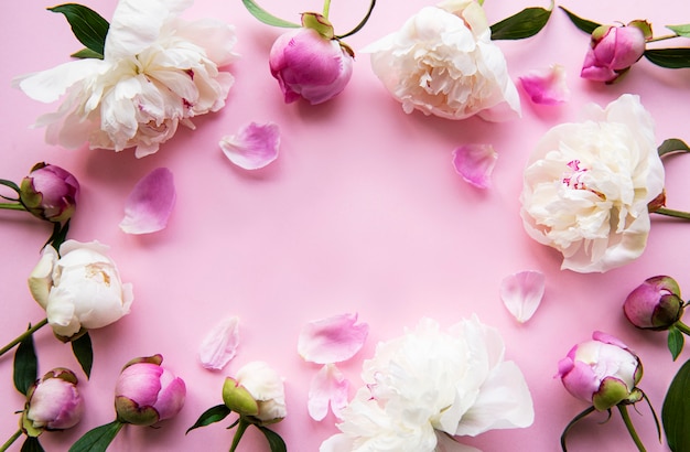 Fresh light pink peony flowers border with copy space on pink pastel   background, flat lay.