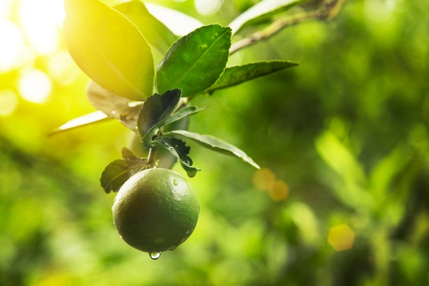 Fresh lime with water drop on sunset