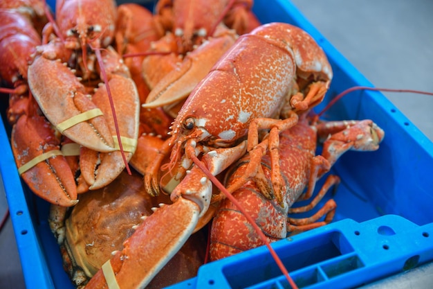 Fresh lobster in a container on the market in France