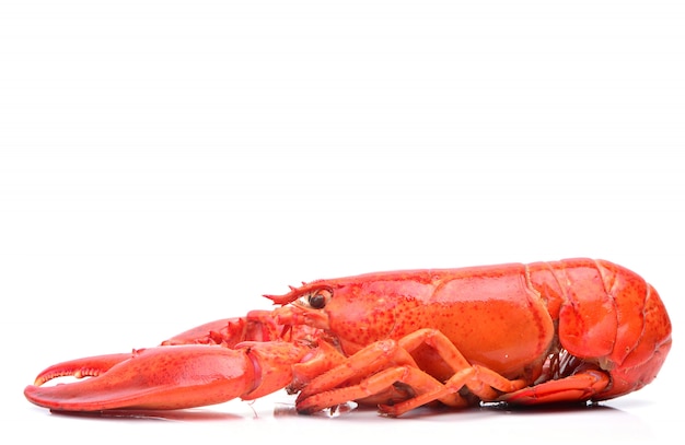 Fresh lobster isolated