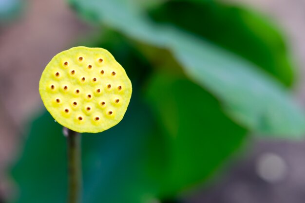 Fresh lotus flower seed