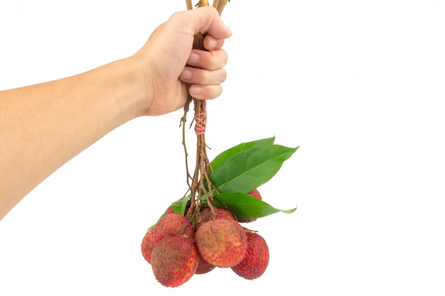 Fresh lychees hand hold isolated on white background