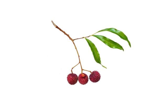 Fresh lychees on white background