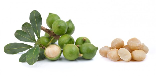 Fresh macadamia nut isolated