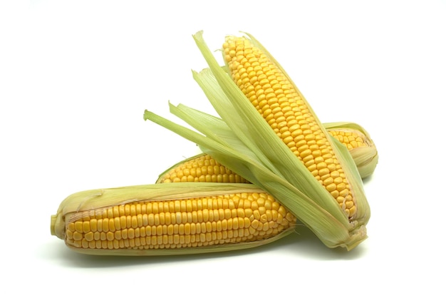 Fresh maize or corn on the cob isolated on white background