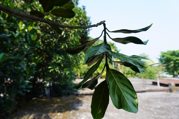 Fresh Mango Green Leaves Isolated on natural Background