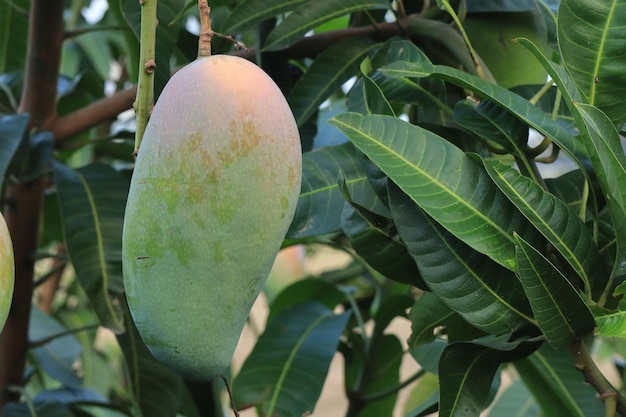 Fresh mango on tree Favorite friut of Thailand Nature and food concept