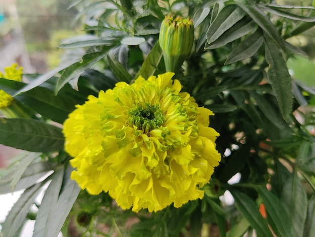 fresh marigold flowers isolated on natural background