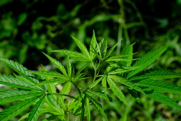 Fresh marijuana leaves cannabis on a dark background