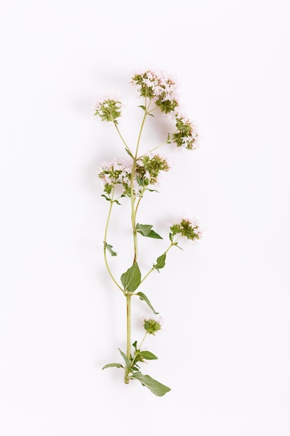 Fresh marjoram herb isolated on the white background top view