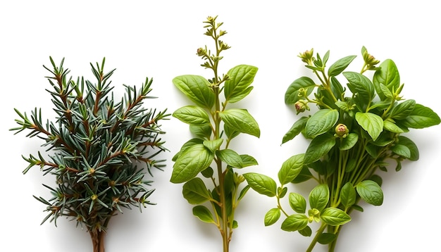 Photo fresh mediterranean herbs isolated over a transparent background rosemary sage basil and thyme