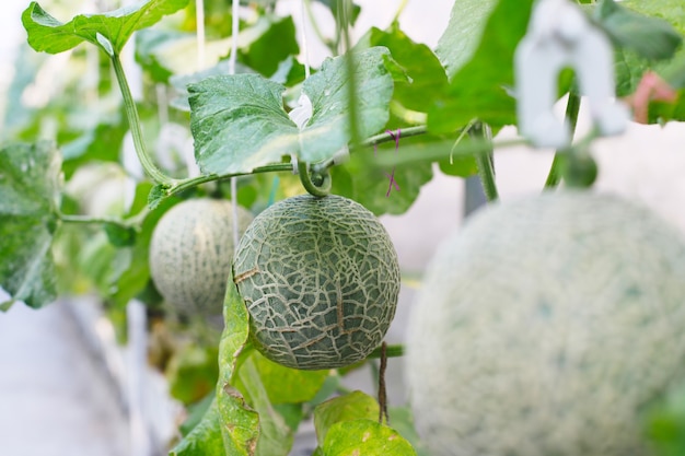 Fresh melon  growing on tree in greenhouse