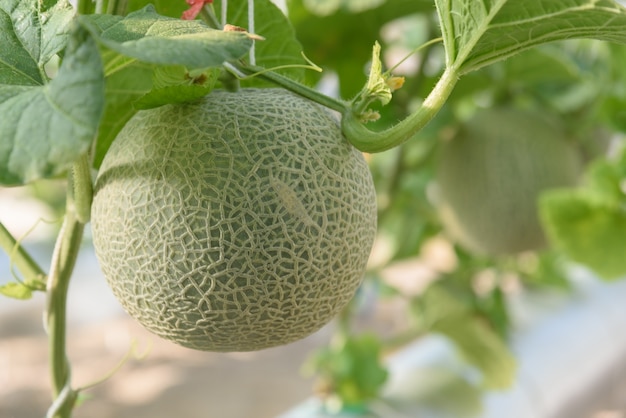 Fresh melons or green melons plants growing in greenhouse supported by string melon nets. 