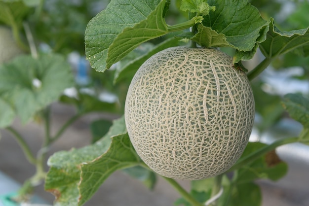 Fresh melons or green melons plants growing in greenhouse supported by string melon nets. 