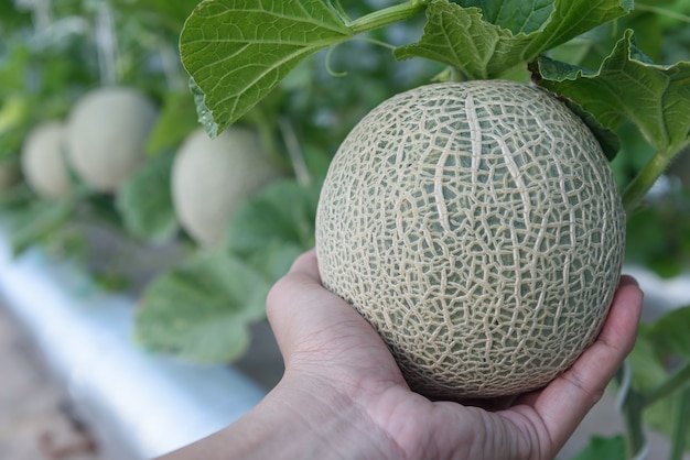 Fresh melons or green melons plants growing in greenhouse supported by string melon nets. 