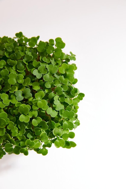 Fresh micro green of a basil arranged in a plastic box isolated on white bright background Copy space