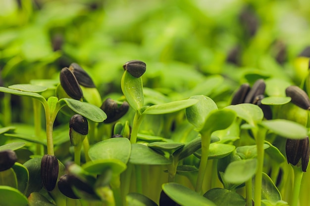 Fresh micro greens closeup growing sunflower sprouts for healthy salad eating right stay young and m