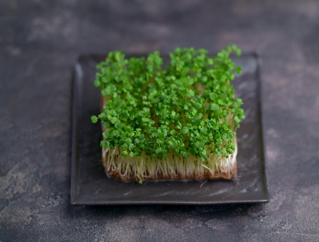 Fresh microgreens on a black background Growing sprouts for a healthy salad Eat Right Stay Young and Modern Restaurant Cuisine Concept