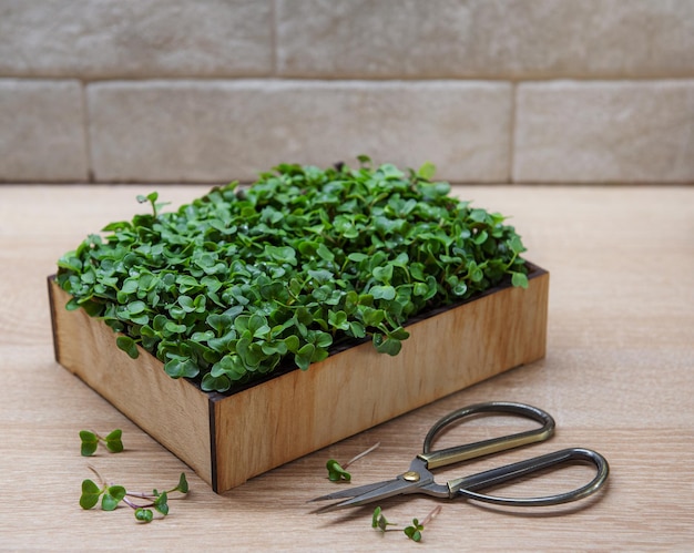 Fresh microgreens in the box