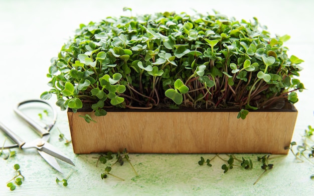 Fresh microgreens in the box