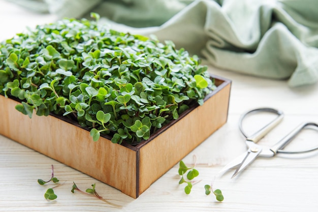 Fresh microgreens in the box