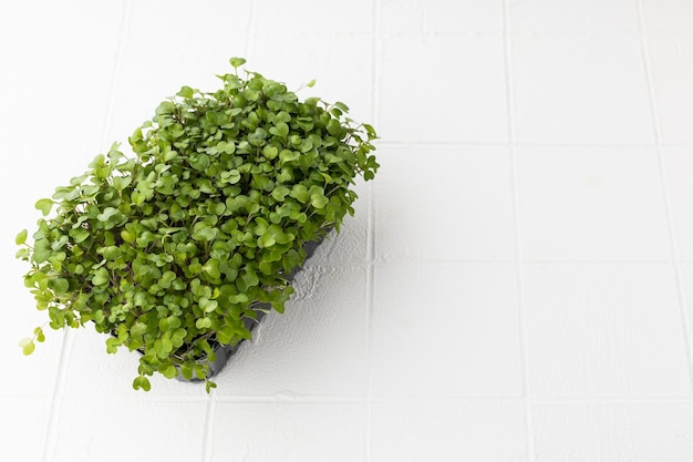 Fresh microgreens isolated on white background