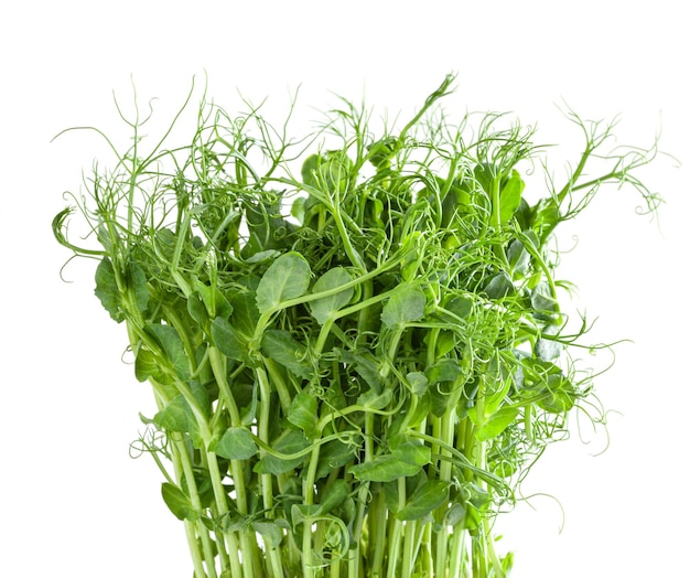 Fresh microgreens of pea isolated on white background