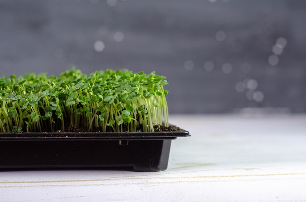 Fresh microgreens in the small box growing at home