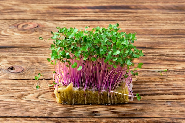 Fresh microgreens. Sprouts of kohlrabi on wooden background.