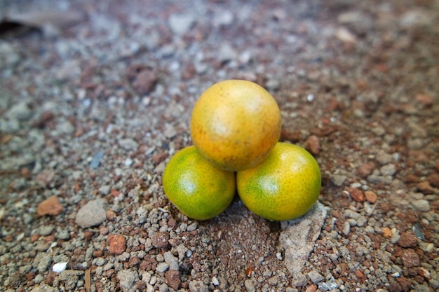 fresh mini orange fruit at the backyard garden in summer time day