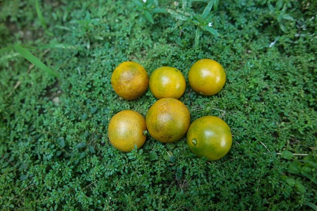 fresh mini orange fruit at the backyard garden in summer time day