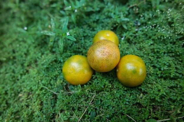 fresh mini orange fruit at the backyard garden in summer time day