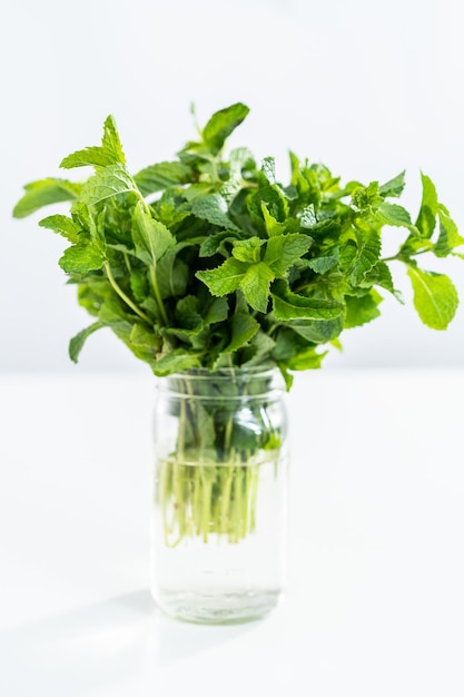 Fresh mint from the organic garden on a white background.