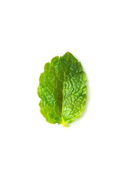 Fresh mint isolated on white background. Food mockup.